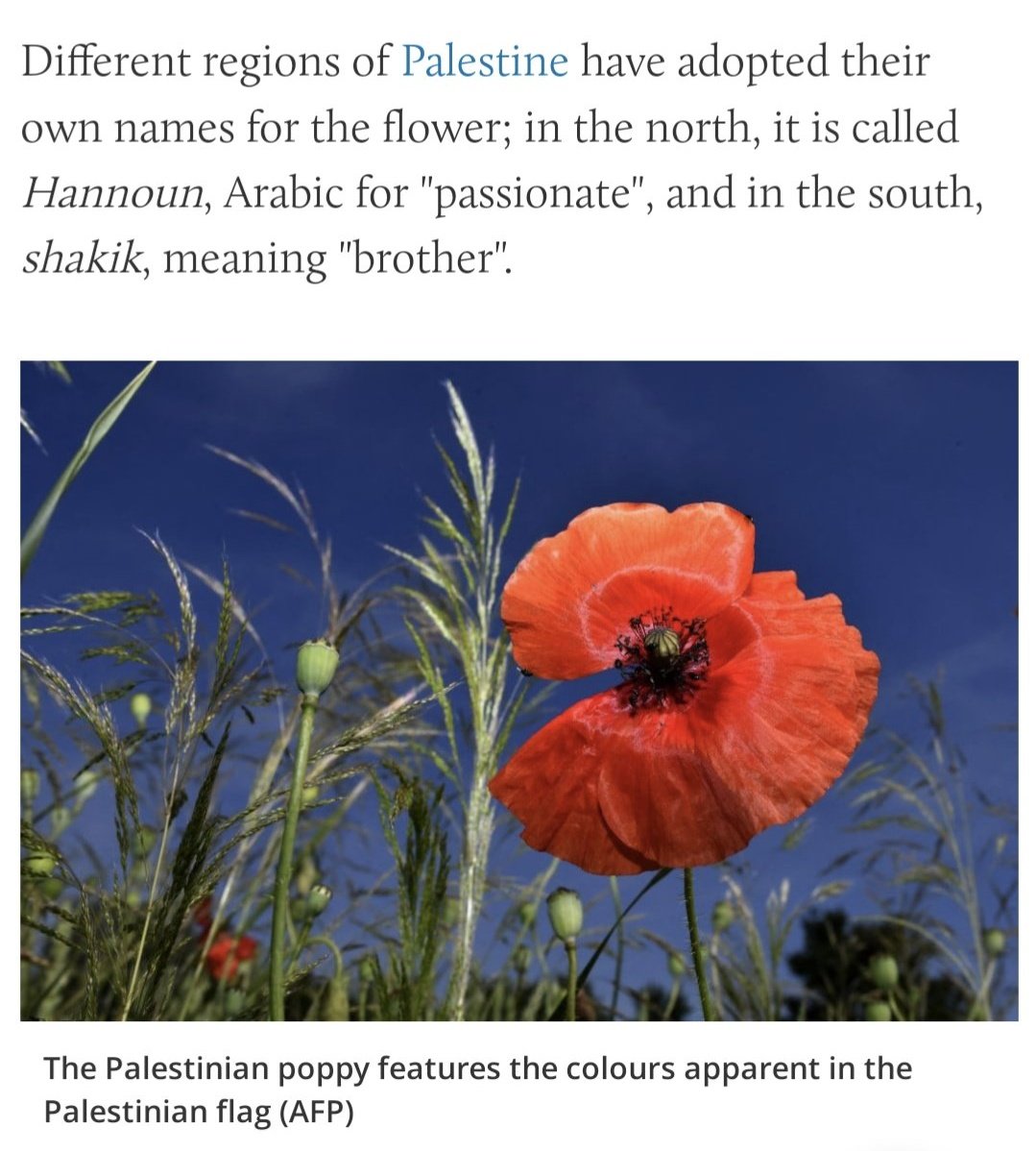 Dr. Ghada Sasa, PhD 🇵🇸 tweet media