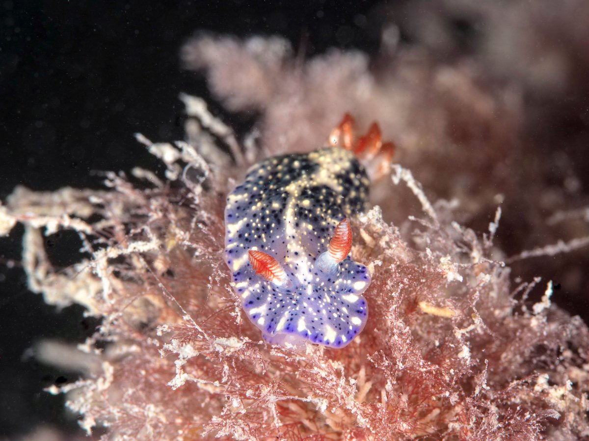 MSA (@malsocaus) on Twitter photo If you haven’t already, register by Nov 14 to secure your spot at #Molluscs2024! 🐚
molluscs2024.com.au
photos by <a href="/henry_carrick/">Henry Carrick</a> If you haven’t already, register by Nov 14 to secure your spot at #Molluscs2024! 🐚
molluscs2024.com.au
photos by <a href="/henry_carrick/">Henry Carrick</a>