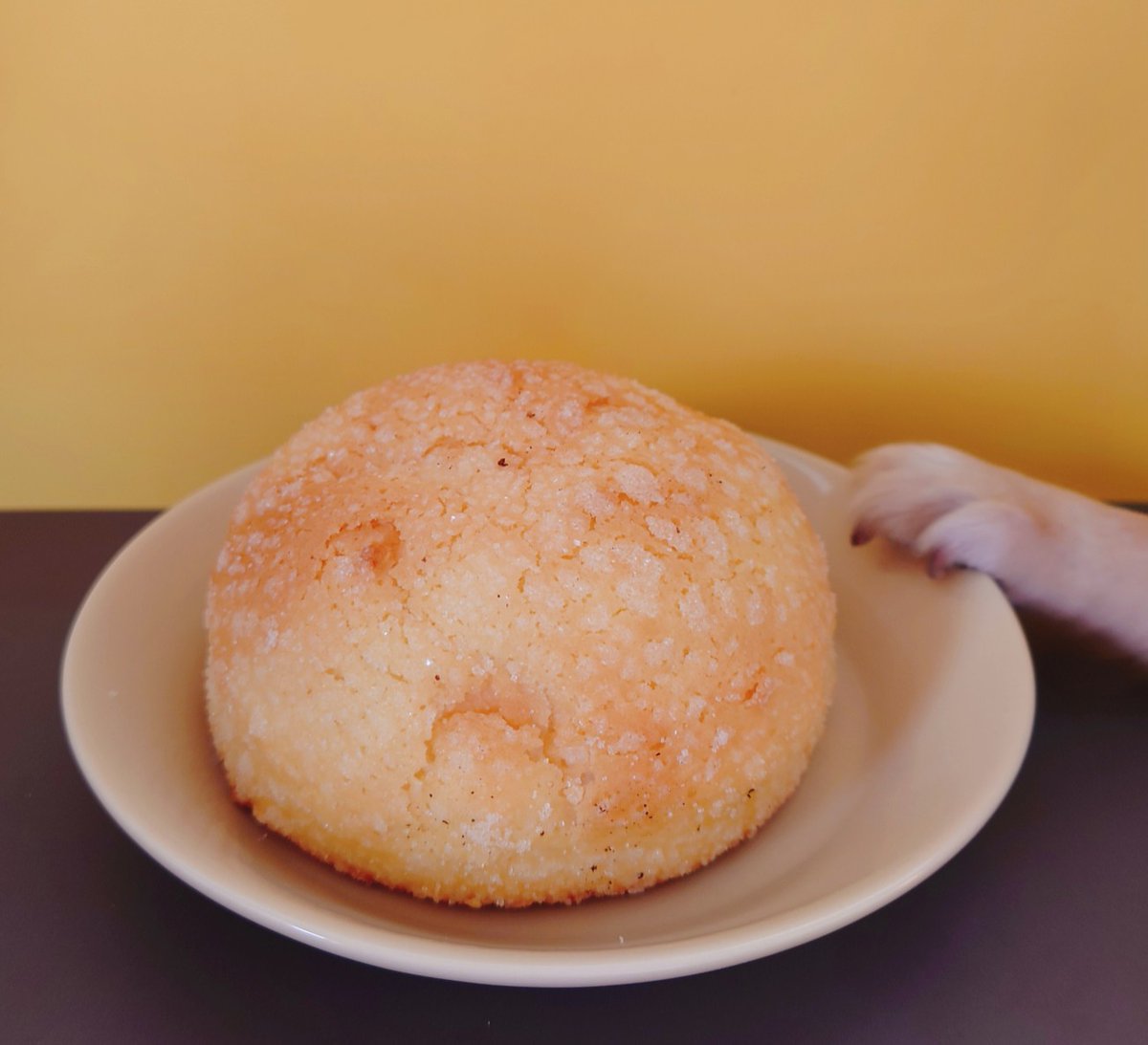 お昼はメロンパンでした🍈 お皿ごと引き寄せようとするチーちゃん🐾