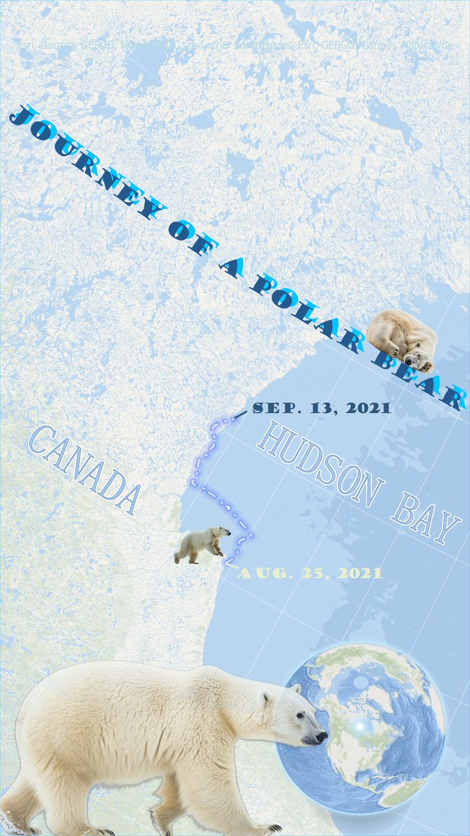 yinxisang's tweet photo. #30DayMapChallenge Day 11 - Arctic  
Well technically this is a bit further south lol but here we go - a #map showing the movement of one subadult female #polar bear (X33939, yep she got a code name😎). Data from #USGS Alaska Science Center. HT @John_M_Nelson for firefly style! https://t.co/mwCI3Pa3jM