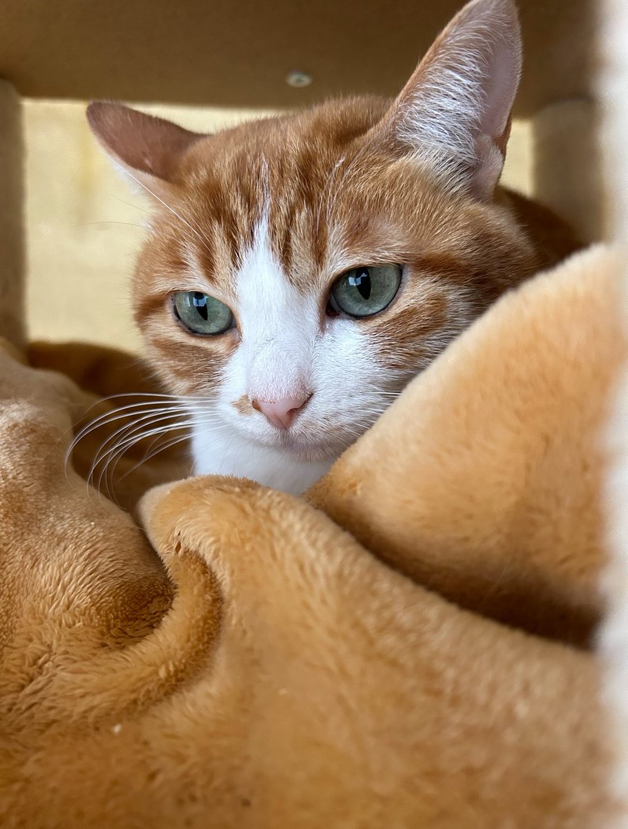 nagomusichai's tweet image. こんにちは
チャイちゃんです

たいせつなお知らせです

DJ norinoriさんが
天に召されました

おとしゃんとおかしゃんの
大切なお友達です

11年も続いている
#fusioncolors  のレギュラー、
他でご活躍されました

fusioncolors の方々から
できるだけ情報伝達のお願いと
追悼イベントのお知らせです