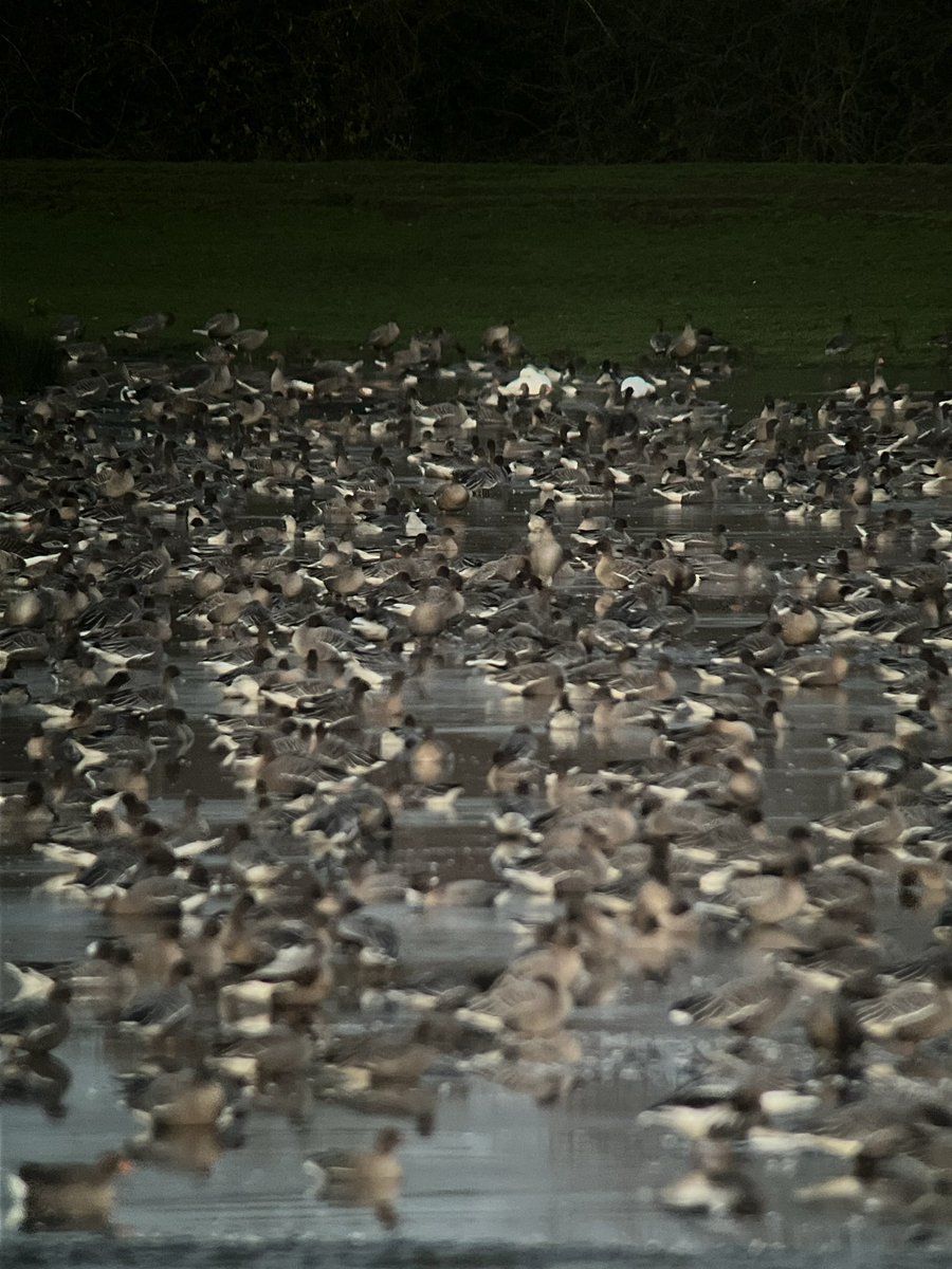 The two white morph Snow Geese were still present at #Swinemoor this morning before moving off site with Pinkfeet. The volume of  Pinkfeet looks to be slowly decreasing, so now around 10000 birds. #patchbirding #eastyorksbirding <a href="/BirdGuides/">BirdGuides</a> <a href="/RareBirdAlertUK/">RareBirdAlertUK</a>