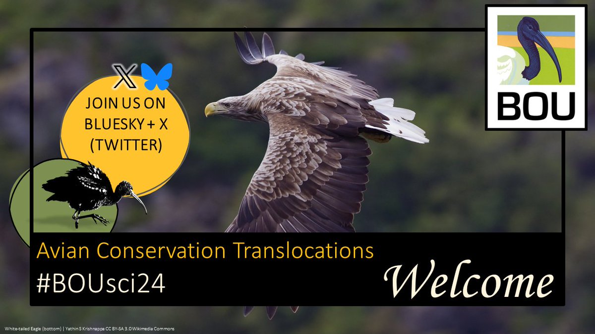 🧵1/5 Welcome to #BOUsci24 #Avian #Conservation #Translocations, the second of BOU’s two autumn 2024 conferences

For the next two days we’ll be online on Zoom, plus on X and Bluesky @ibisjournal.bsky.social

Follow along and join in!

#ornithology