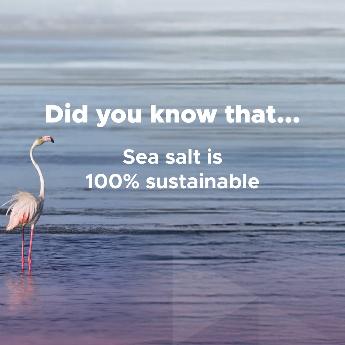 SEASALTEurope's tweet photo. 💧From our #seasaltworks straight to your home🏠 and to the kitchens of the best restaurants.⚪Did you know that #seasalt is a 100% #sustainable product that only requires natural elements?💚We share with you why our product and the #saltfarming is green.
#SEASALTEurope #Nature https://t.co/OujzLDy10M