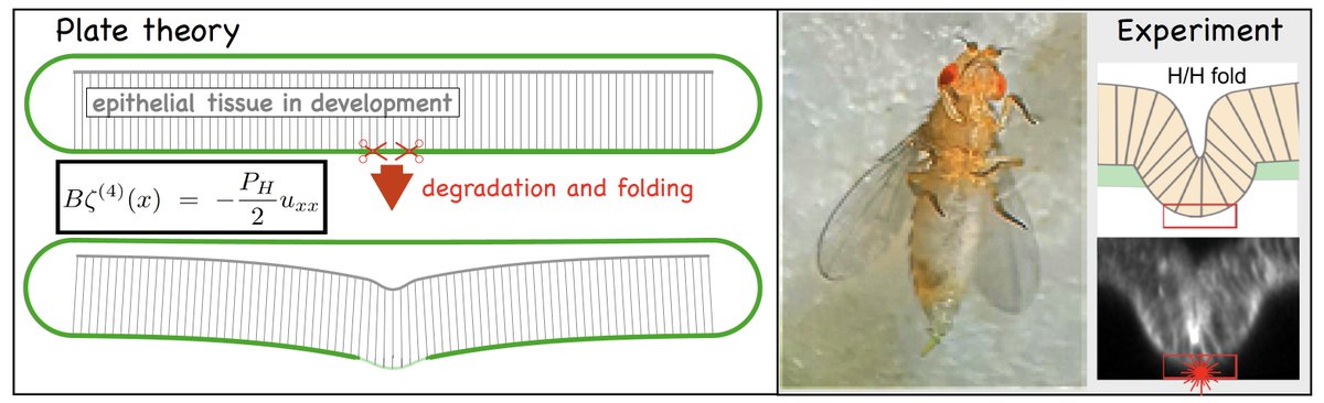 #Epithelial  #morphogenesis requires #folding. In our latest study, we elucidate how tissues can fold through #BasementMembrane degradation in the absence of tissue growth using #PlateTheory.  Check it out under onlinelibrary.wiley.com/doi/full/10.10…
