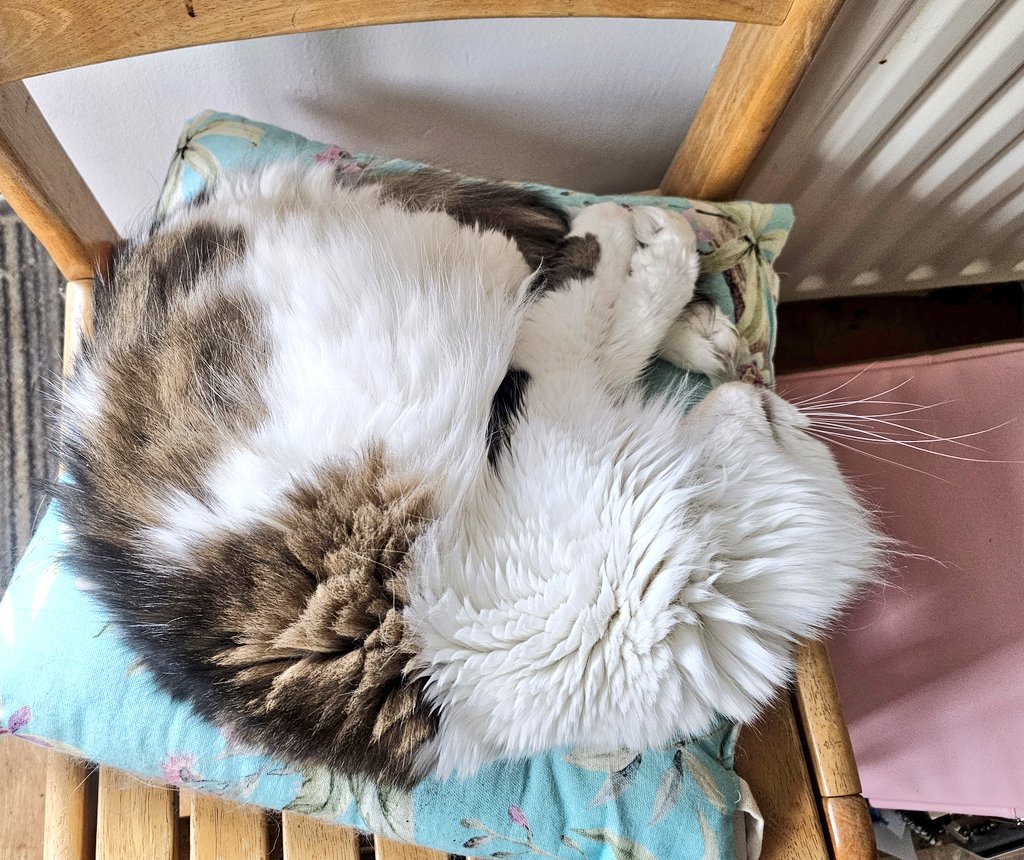 HRHQueenK's tweet photo. A cosy spot for the Queen.
#QueenK #Hedgewatch https://t.co/4dBvrs2UIV