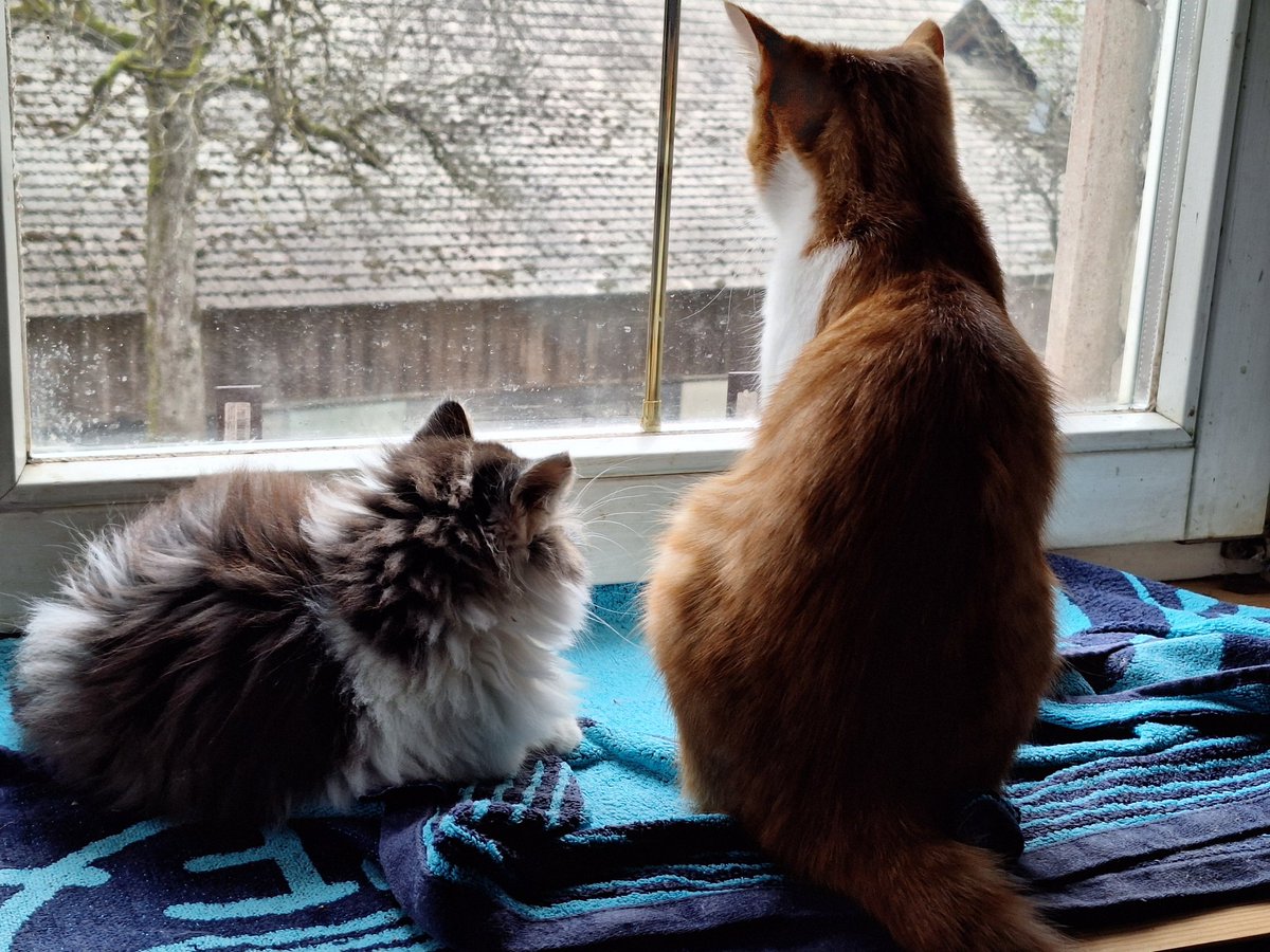 😻😻

#Cookie🧡 #Taxi🩶