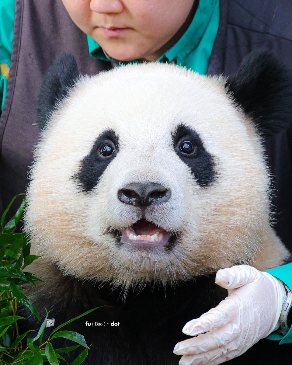 241112 왕크니깐 왕귀엽다
#루이바오 #Ruibao #睿宝 #후이바오 #Huibao #辉宝