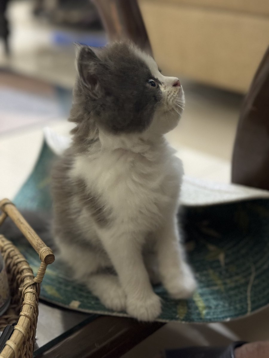 Meet mi-rae♡

#sunshine #kittens #babycat #mi-rae #Happiness #mybaby #persian #persiancat