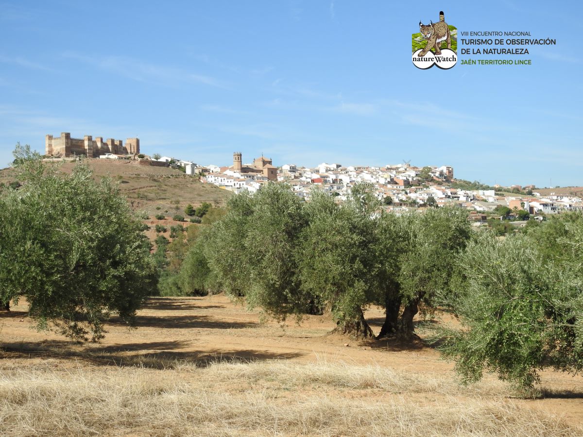 Baños de la Encina, sede de #naturewatchjaénterritoriolince , es Conjunto Histórico-Artístico y uno de los Pueblos más Bonitos de España. Su castillo es Monumento Nacional. 
encuentronaturewatch.com
#encuentronaturewatch #jaénparaísointerior  #jaénterritoriolince
