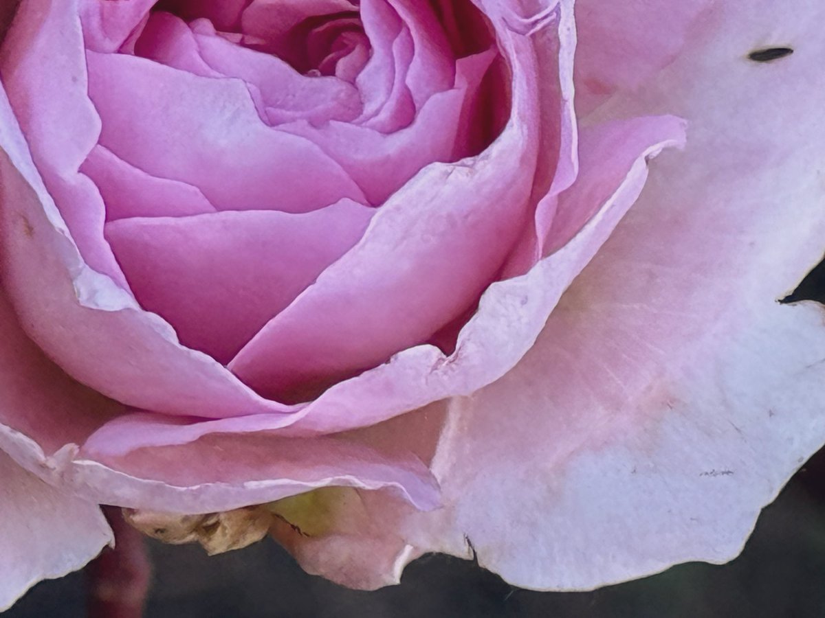 Agreed…
A #GertrudeJekyll garden rose at Lindisfarne