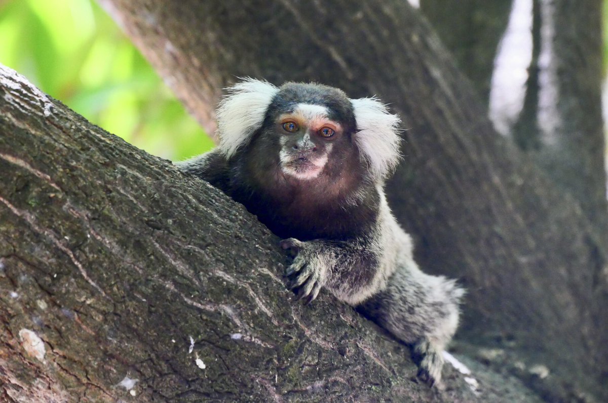 After a previous webinar, what a pleasure it was to be invited to present the work of Laboratoire SONAS  (@univangers) at the 4th France-Brazil meeting on Natural Products in Aracaju (Sergipe, Brazil)!

Great collaborations on biodiversity and co-products to come!