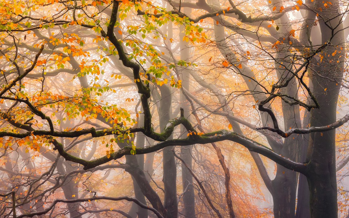 Okay, today it’s *actually* Day 36 of my futile one-woman crusade to keep real images popping up on your feed rather than AI. Apologies to day 35 for skipping it. I’m human 😅😅

Autumn layers on a foggy morning exploring the Clent Hills in Worcestershire. Peak November! 🍂