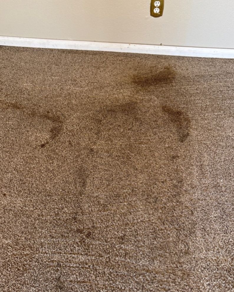 heavensbest15's tweet image. Looking for quick-drying, effective carpet cleaning? Our VLM (Very Low Moisture) method is perfect for busy households. #CarpetCleaning #QuickDrying
