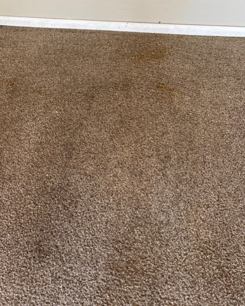 heavensbest15's tweet image. Looking for quick-drying, effective carpet cleaning? Our VLM (Very Low Moisture) method is perfect for busy households. #CarpetCleaning #QuickDrying