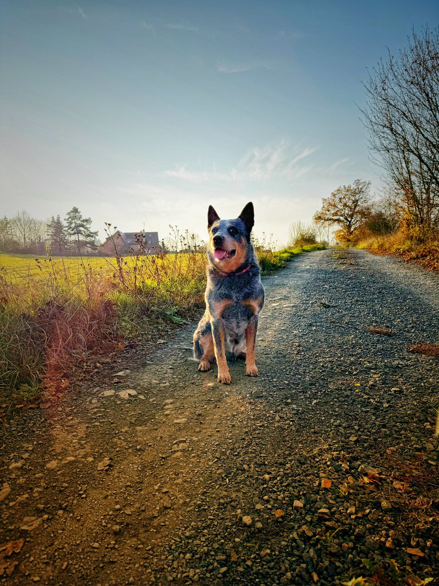 Charlotte116444's tweet photo. #GoodMorning #acd #honak https://t.co/BVXIKtbQDm