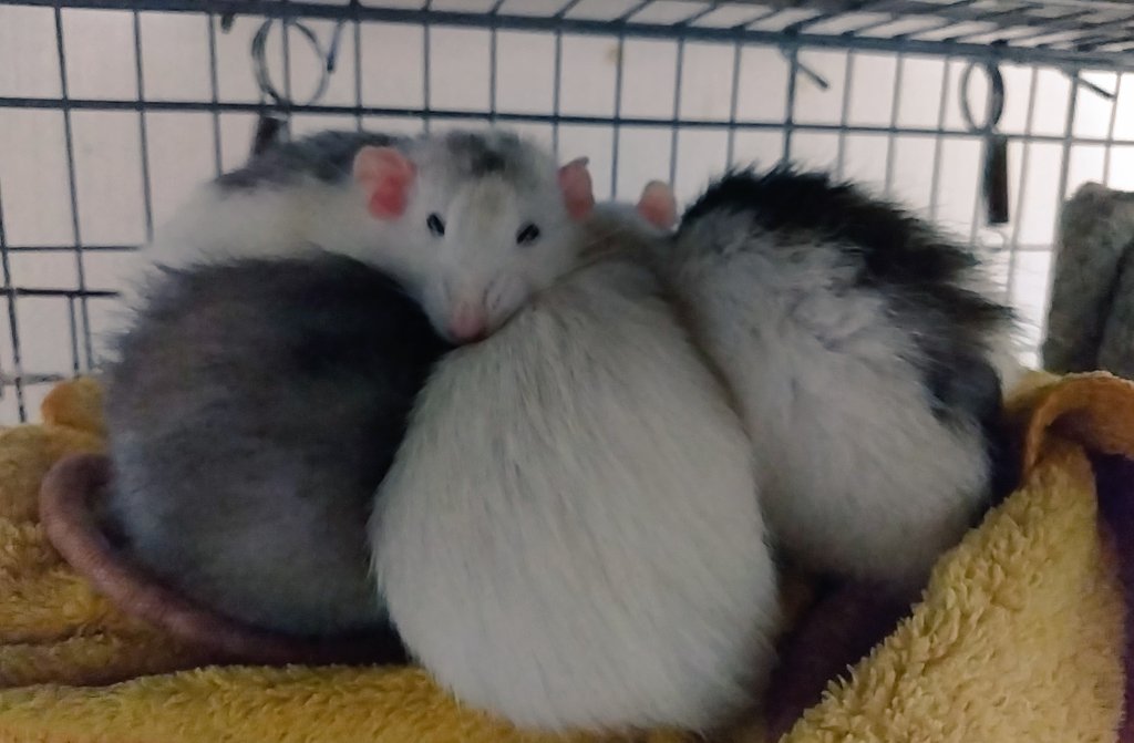 rattooo03's tweet photo. ねずみ団子いかがですか？🐀 https://t.co/7uWl2RiKuc