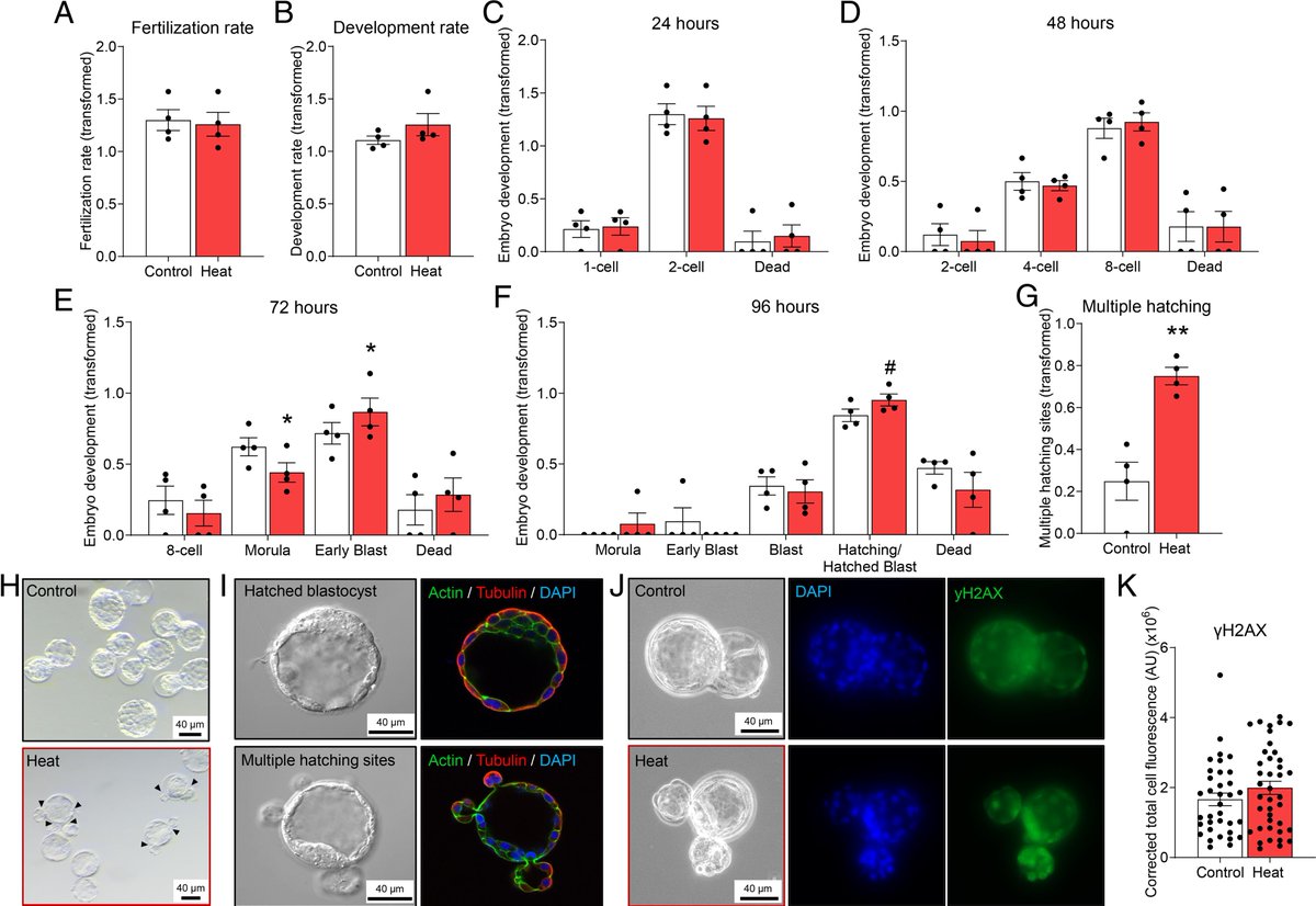 Matt Dun, PhD (@mattdun17) on Twitter photo Important study from <a href="/BrettNixon13/">Brett Nixon</a> group led by <a href="/NATrigg/">Natalie Trigg</a> reveals that heat stress alters sperm RNA, impacting embryo development & health. Even modest temperature increases pose risks with potential long-term effects on the health of future generations
pnas.org/doi/10.1073/pn… Important study from <a href="/BrettNixon13/">Brett Nixon</a> group led by <a href="/NATrigg/">Natalie Trigg</a> reveals that heat stress alters sperm RNA, impacting embryo development & health. Even modest temperature increases pose risks with potential long-term effects on the health of future generations
pnas.org/doi/10.1073/pn…