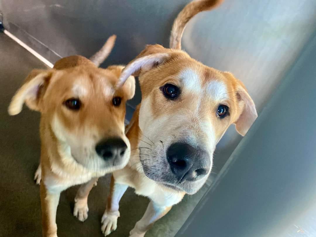 Keith Olbermann's Dogs tweet media