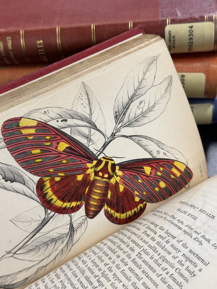 statelibrarynsw's tweet image. Happy @PollinatorWeek! To celebrate, we're sharing some illustrations of #butterflies and #moths from ‘The Naturalist’s Library: Entomology’ by James Duncan, published between 1835 and 1841.
View catalogue record: collection.sl.nsw.gov.au/record/74Vvq7K…