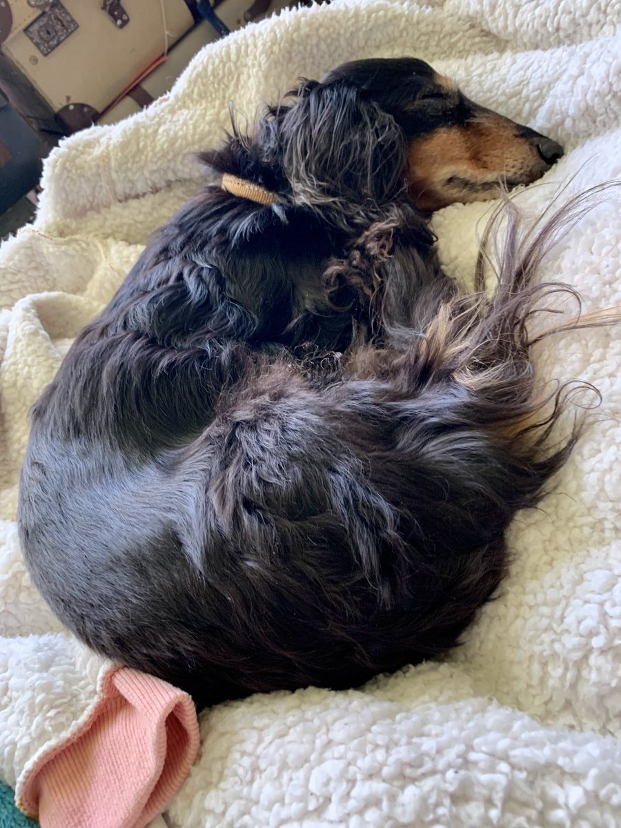 My fuzzy hoodie is now officially Zelda’s blanket.