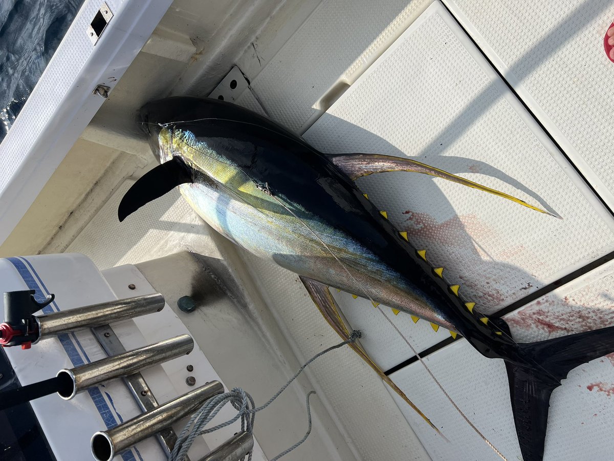 こ〜や🐟 tweet media