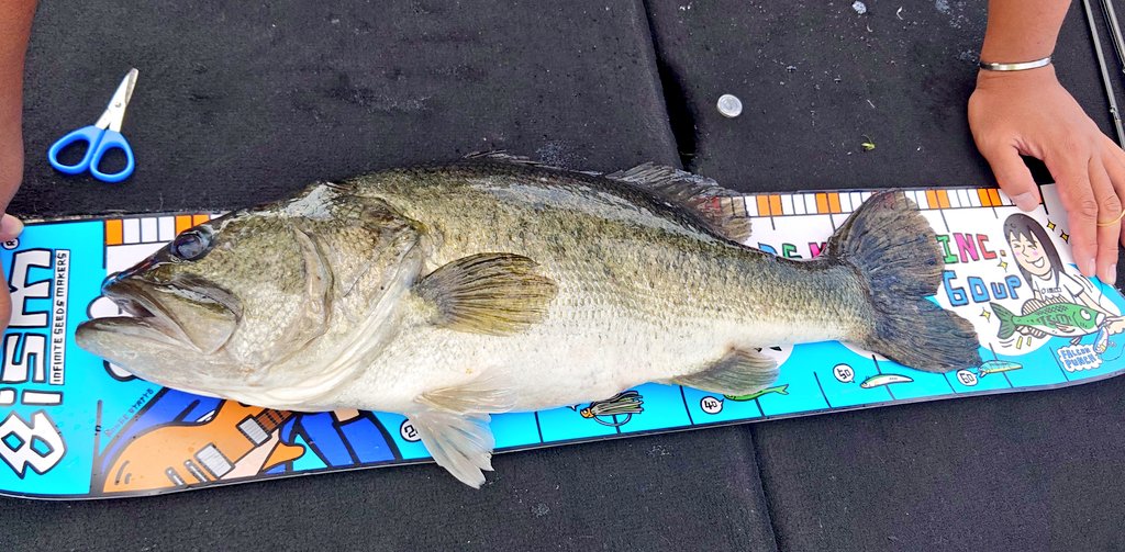 BASUPIlove's tweet photo. 最大サイズを1cm更新しました
59cm🐟🎉
ロクマルちゃんまであと一歩でした

ついでに最小サイズも更新しました
8cmくらいなにこれかぁいい🐟💕

どっちもサイコロ🎲
ムータでドラネコ買ったし
ネコ🐱頑張ってたけど食わず…

朝は肌寒いくらいやけど
昼はまだ暑いです☀(.ω.)

琵琶湖楽しい https://t.co/d0621BRLHR