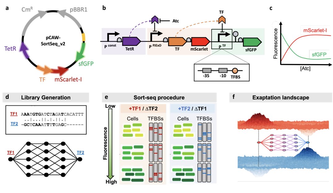 paperperday's tweet photo. Entangled adaptive landscapes facilitate the evolution of gene regulation by exaptation

"a binding site for one of TFs evolves into a binding site for another TF via smooth landscapes. Crosstalk of evolved binding sites can hinder Darwinian exaptation" 
https://t.co/AtJ7FTl1hQ https://t.co/q5xQuyGt0h