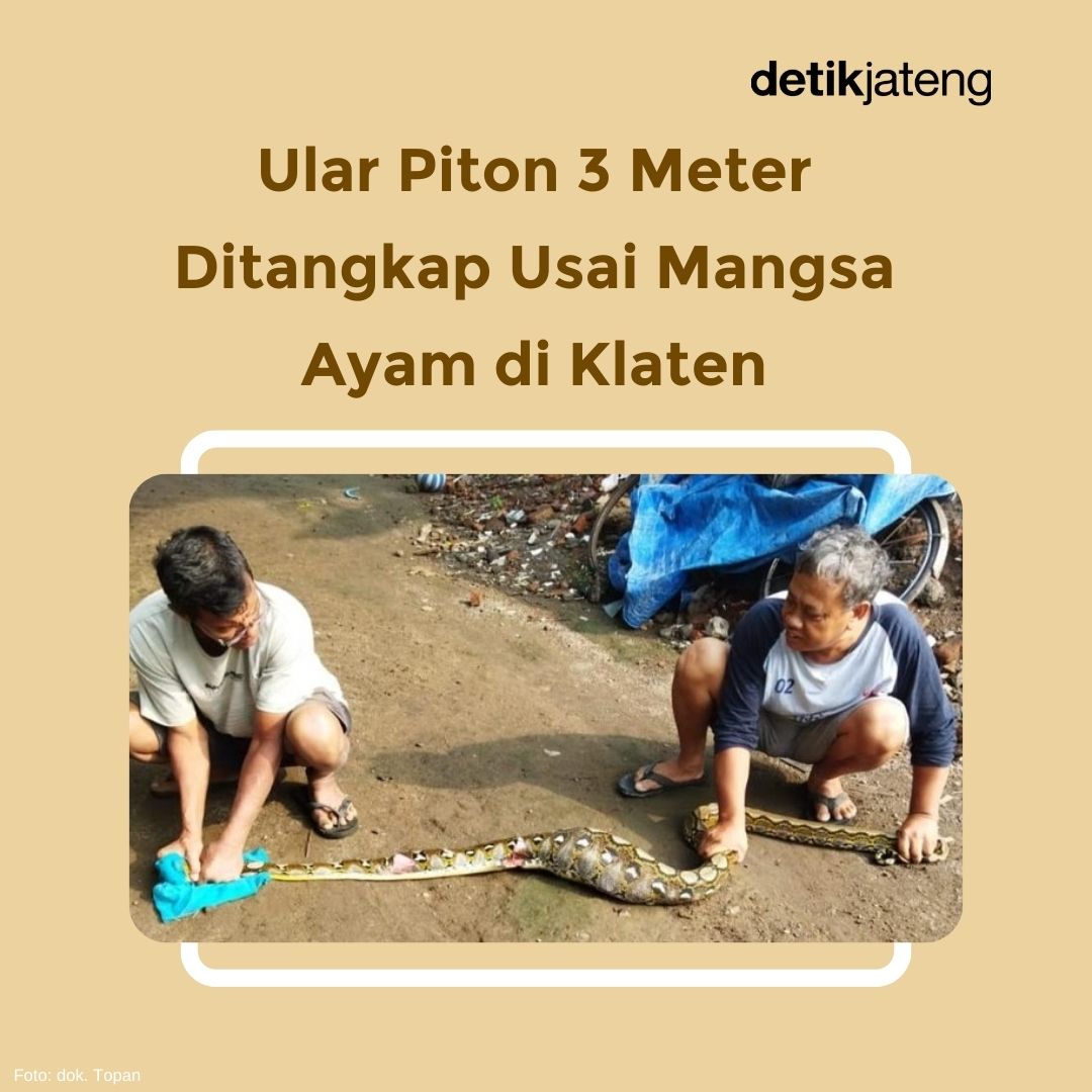 detikjatengcom's tweet image. Seekor ular piton sepanjang tiga meter ditangkap warga di Desa Belangwetan, Kecamatan Klaten Utara, Klaten. Ular itu ditangkap setelah memangsa seekor ayam.

Baca artikel selengkapnya di&amp;gt;&amp;gt; detik.com/jateng/berita/…

#ularpiton #klaten