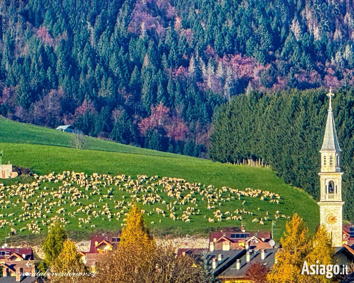 AsiagoIt's tweet photo. "Dalla strada del Trenino guardando #Camporovere. UNA MONTAGNA DI #PECORE." 🐑🐑🐑 - parole e foto di Renata Bevardo
Buongiorno amici! 🙂 Ma quante sono?! Se fosse sera, ci potremmo addormentare contandole! 😉
Foto 7/11/24
#Asiagoit #altopianodiasiago #montagna https://t.co/OpykiY7gZk