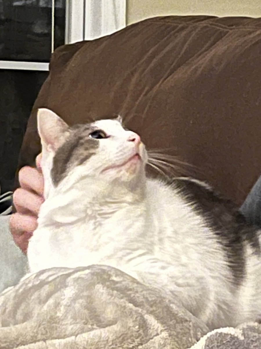 butterbean official tweet media