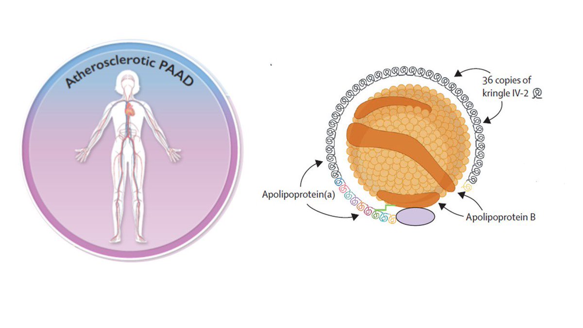 gomezdelgadoFJ's tweet photo. Buenos días⏰

▶️ ¿Los niveles elevados de #Lpa se relacionan con la enfermedad arterial periférica (EAP)?

🧐 Te lo contamos en este hilo 🧵👇 #LpaInsight #KnowLpa https://t.co/EfkryRuhOt