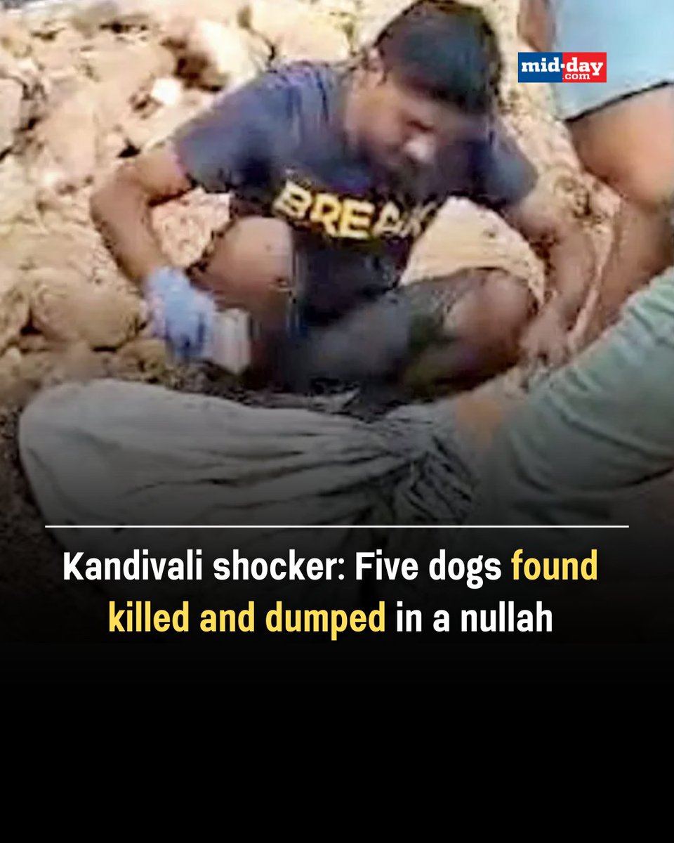 mid_day's tweet photo. A society in Kandivli has lodged a complaint after five dogs were found killed, packed in sacks, and dumped in a #nullah near Mangalmay Tower, Kandivli West. Police recovered the bodies and have registered an #FIR, launching an investigation. Society members reported several dogs missing recently, and animal welfare advocates suspect foul play. The complaint was filed by Ashish Hasmukh Busa, the society's chairman.
By: Shirish Vaktania
#KandivliIncident #AnimalCruelty #Dogs #MumbaiNews #News #Crime