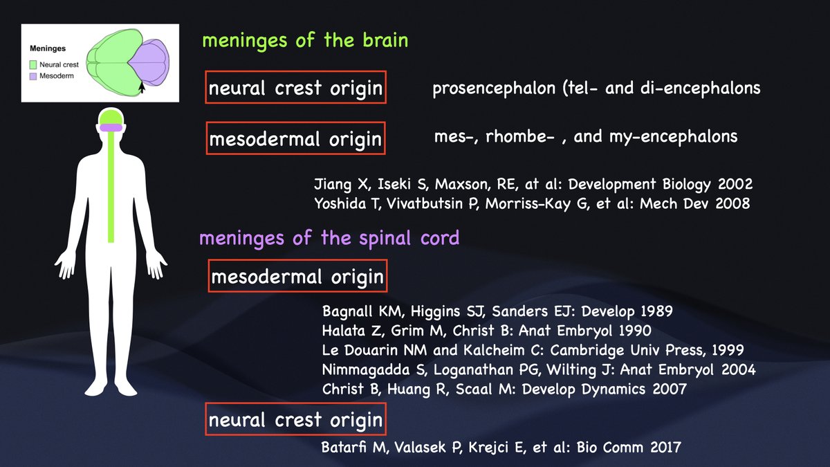 Embryological origin of the dura mater is controversial, and inconsistent results were reported. My opinion is that tentorium cerebelli is the border between neural crest and mesodermal origins in consideration of the vertebrate evolution and cephalic neural crest contribution.