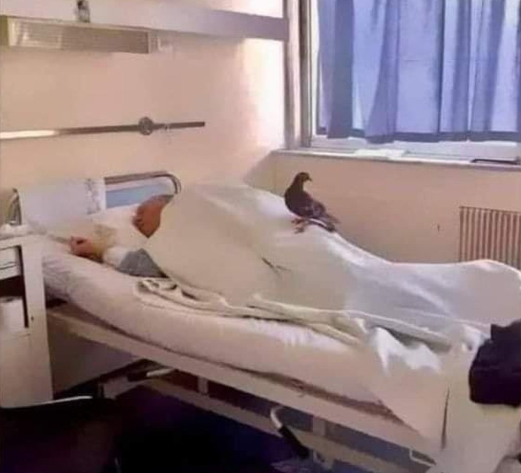 L'infermiera che ha scattato questa foto ha scritto: Sono passati 23 giorni da quando questo paziente è venuto in questo ospedale e in questi 23 giorni nessuno della sua famiglia è venuto a trovarlo. Ma c'è un piccione che viene ogni due giorni a sedersi accanto al suo letto. Il