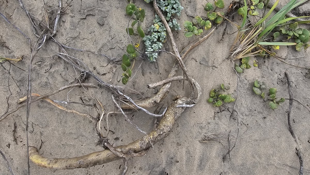 Ben J. Rivera 🏖️🌿 tweet media