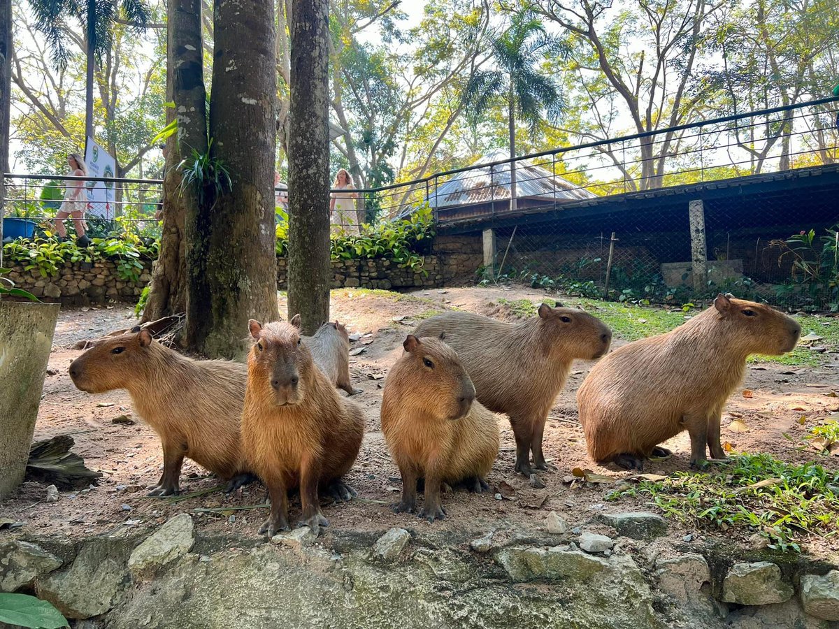 and_khamoo's tweet photo. สีหน้ากะปิเมื่อได้ข่าวว่า พ่อจะกลับมาทำคอนเท้นต์อีกครั้ง

#hippo #PygmyHippo #ขาหมูแอนด์เดอะแก๊ง #หมูเ��้งจะเด้งกี่โมง #Moodeng #พี่ขาหมู #สวนสัตว์แปลกเขาเขียว https://t.co/SRU9gh2SBl