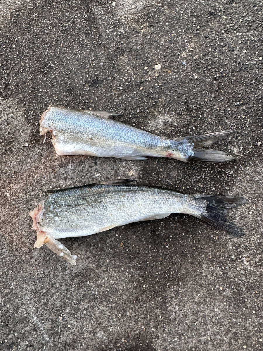 SABORNtoDAI's tweet photo. エギで2杯ゲット。ヤエンはアタリはあったものの残念ながら獲れませんでした〜
だいぶ渋くなって来ましたが、これからはええサイズに期待！ https://t.co/yWBpToKplc