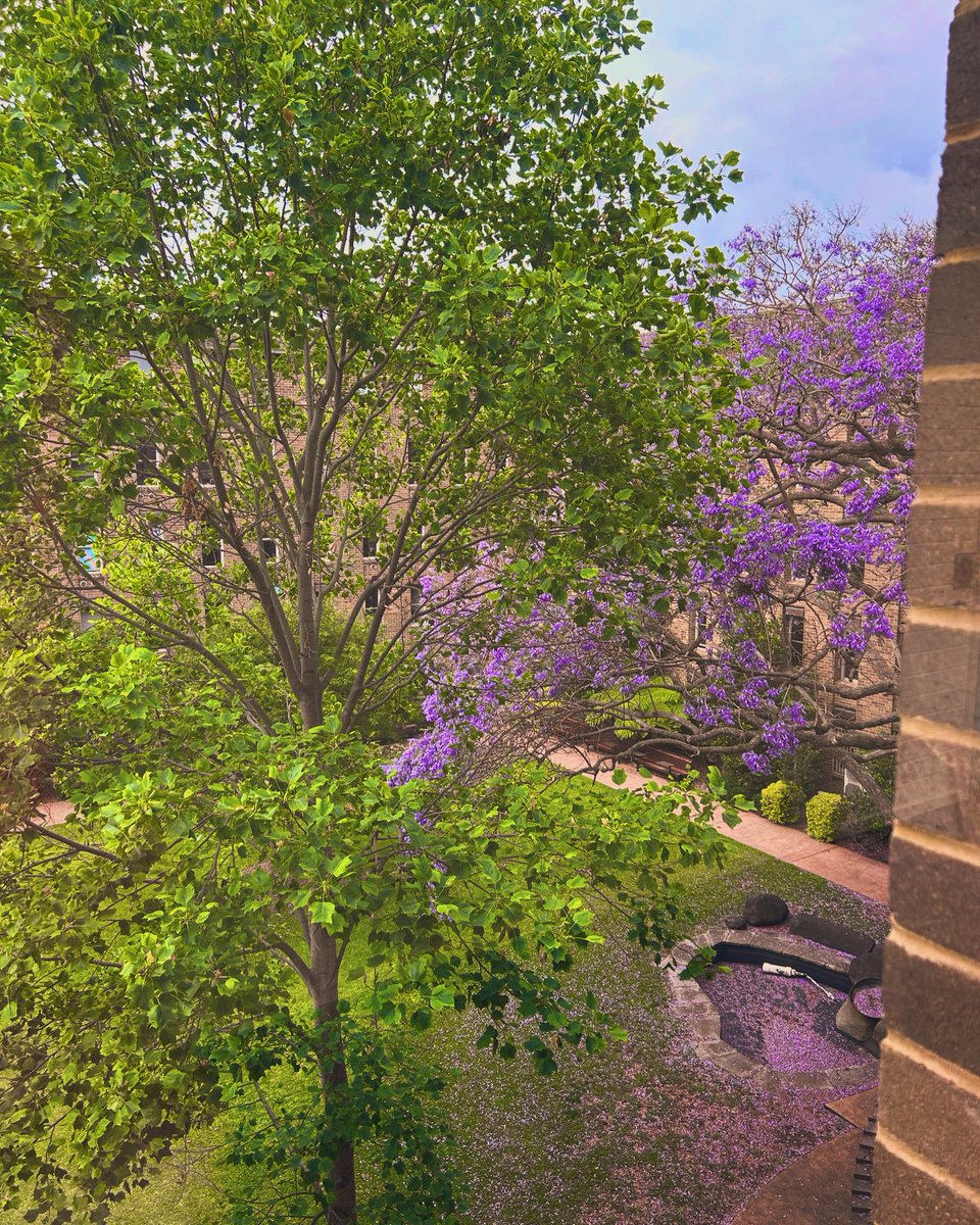 retinalresgroup's tweet image. Lovely views on campus @unsw