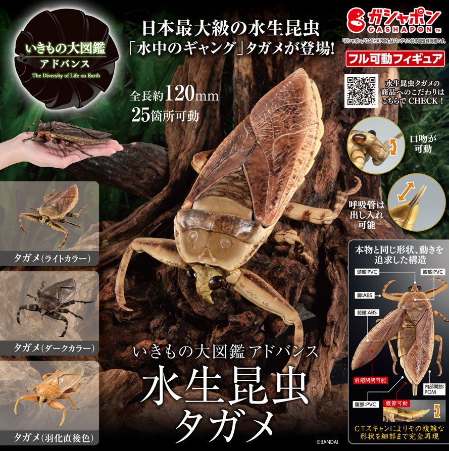 アキ　水生昆虫　73mm 公式】バンダイ ガシャポン on X: 