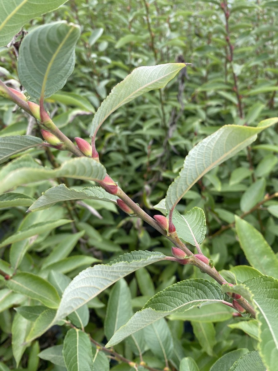 Spring is in the air! 🌿✨ These soft, furry pussy willows are a beautiful reminder that new beginnings are just around the corner. #SpringVibes #PussyWillow #NatureBeauty #NewBeginnings #SpringAwakening