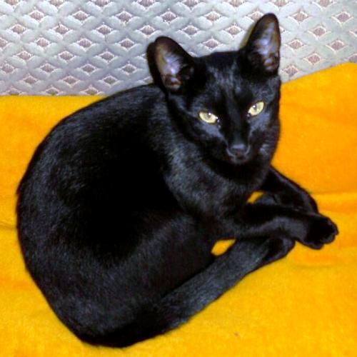 Tigger club Announcement:
Puma crossed the Rainbow Bridge on the 12th of November 2013
tigger.club/nov/2868-puma-r
Run free Puma
#TiggerClubNews #Announcement
<a href="/PumaKingCat/">Angel PUMA King Cat</a>