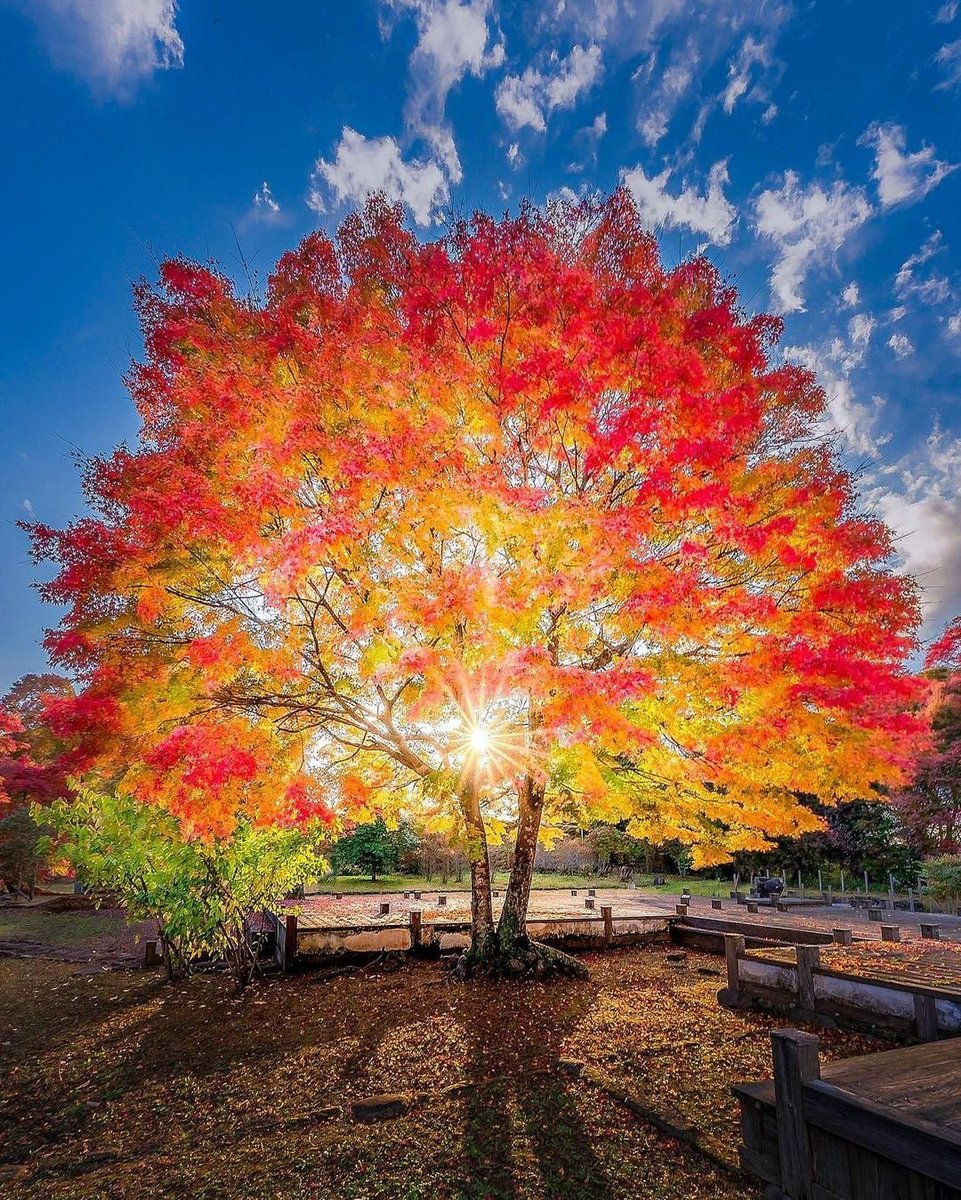 thamarindo's tweet photo. 'I find hope in the darkest of days, and focus in the brightest. I do not judge the universe.'

— The Dalai Lama

#Hope #Quote #DalaiLama #Autumn #Tree #NaturePhotography https://t.co/g65SGP64uE
