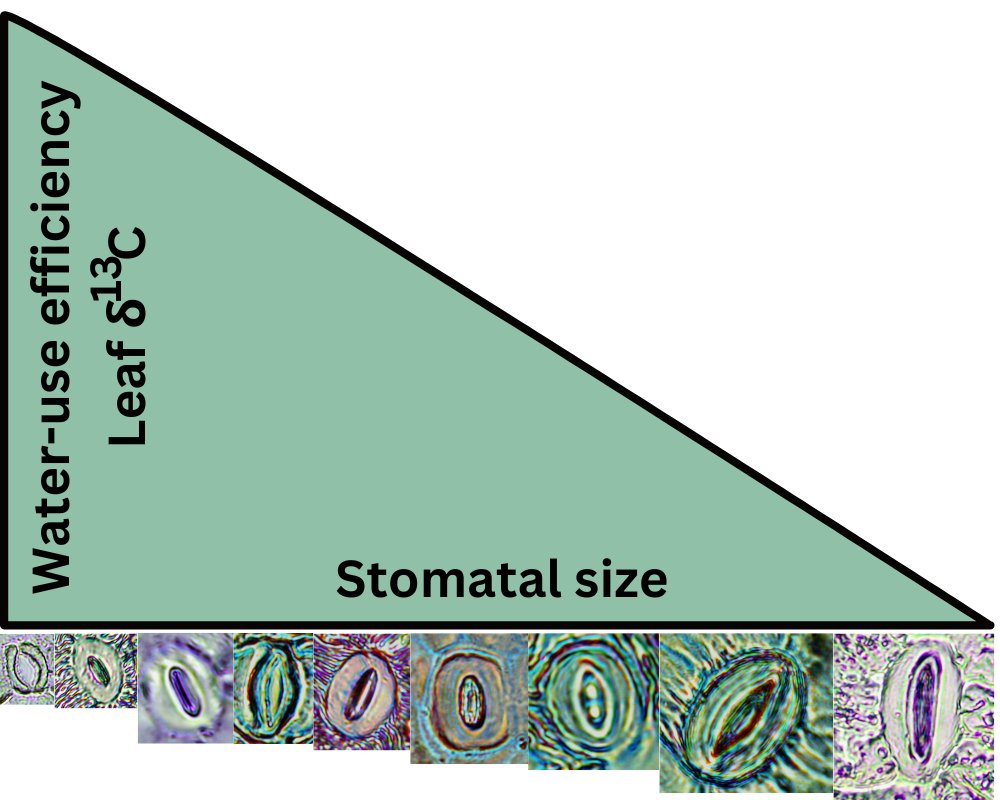 Peter Petrík (@peterpetrk8) on Twitter photo New OA 🔓paper in <a href="/PPLplantarum/">Physiologia Plantarum</a>. 🍁Stomatal size correlates negatively with water-use efficiency and leaf δ13C in both juvenile and mature trees.🌳 #ecophys #wue #stomata
doi.org/10.1111/ppl.14… New OA 🔓paper in <a href="/PPLplantarum/">Physiologia Plantarum</a>. 🍁Stomatal size correlates negatively with water-use efficiency and leaf δ13C in both juvenile and mature trees.🌳 #ecophys #wue #stomata
doi.org/10.1111/ppl.14…