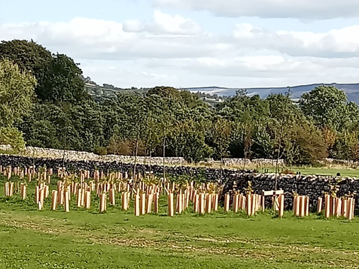 Great photo from our Yorkshire Advisor, Ann, taken during her visit to Long Ashes Park where they have planted 2,000 new trees along the edge of their camping field. #BHHPA #BellamyPledge