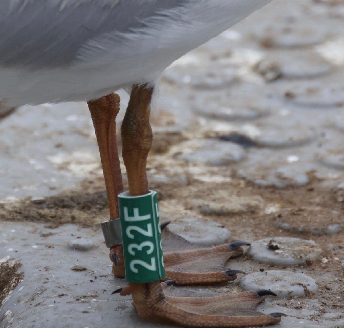 Russell Hayes tweet media