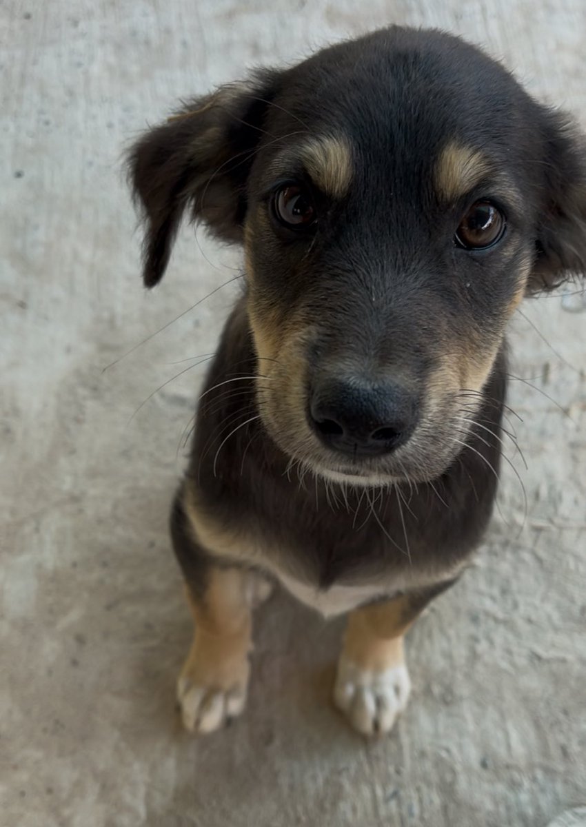 มีหมาหามีแมวไม่ 🐾 tweet media