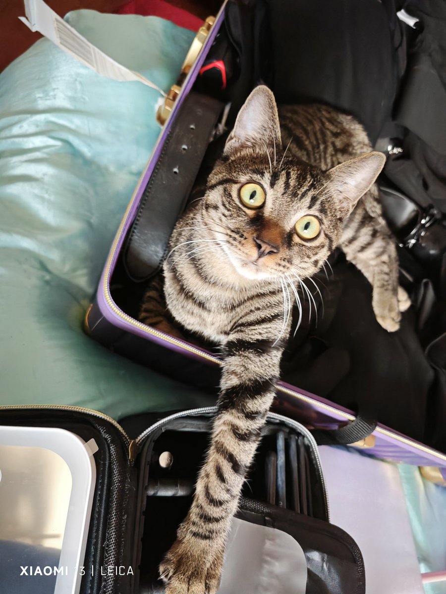 Empacando lo importante, esencial para un viaje de negocios 🤣