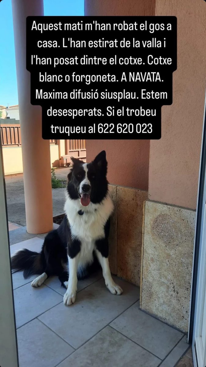 Els <a href="/mossos/">Mossos</a> ja tenen identificat l’home que presumptament ahir va robar en Lucky, un border collie que vivia en una casa de Navata. Ara intenten trobar l’animal i saber si va ser un robatori per encàrrec.