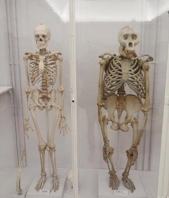 Comparison of a human skeleton and a gorilla skeleton